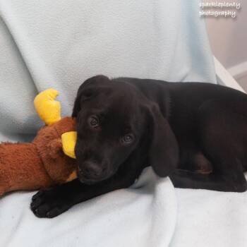 Bruno -  Mixed Breed Dog Available for Adoption in Ridgefield, Connecticut - Bruno | PetCurious