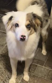 Kooper -  Australian Shepherd Dog for Adoption in Landenberg, Pennsylvania - Kooper | PetCurious