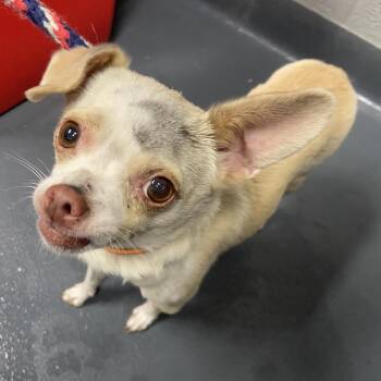 Lolo -  Mixed Breed Dog for Adoption in Allentown, Pennsylvania - Lolo | PetCurious