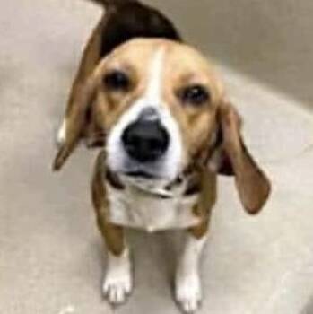 Rescue Beagle Dogs for Adoption in Monroe, Georgia - Mary Ann | PetCurious