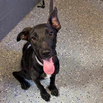 TUSC-Stray-85473 -  Labrador Retriever and Hound Dog for Adoption in Tuscaloosa, Alabama - TUSC-Stray-85473 | PetCurious