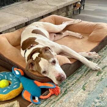 Florence -  Mixed Breed Dog for Adoption in West Olive, Michigan - Florence | PetCurious