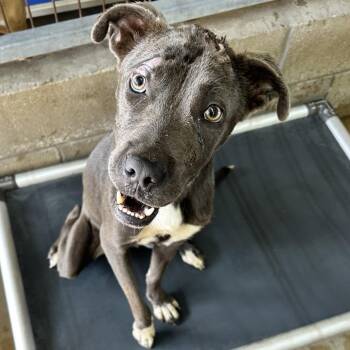 Xena -  Blue Lacy Dog for Adoption in Floresville, Texas - Xena | PetCurious