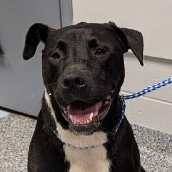 Zion -  Mixed Breed Dog for Adoption in Greenville, South Carolina - Zion | PetCurious