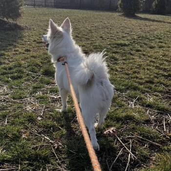 American Eskimo Dog Dogs Available for Adoption - Betty Lou Who | PetCurious