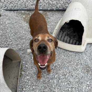 Rusty -  Redbone Coonhound Dog for Adoption in Hendersonville, Tennessee - Rusty | PetCurious