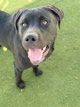 Labrador Retriever and Mixed Breed Dogs Available for Adoption in Methuen, Massachusetts - TANK | PetCurious