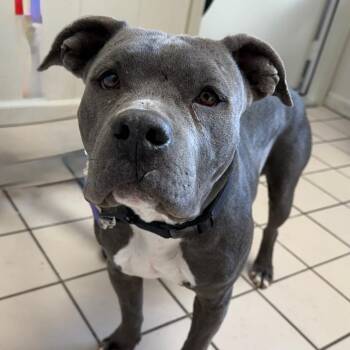 Pit Bull Terrier Dogs Available for Adoption - TUSC-Stray-83418 | PetCurious