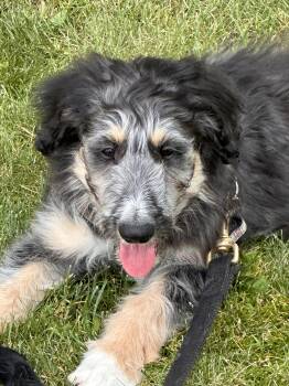 Muppet -  Border Collie and Poodle Dog for Adoption in Polson, Montana - Muppet | PetCurious