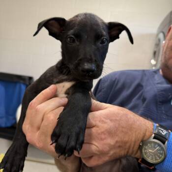 Belgian Shepherd Malinois and Pit Bull Terrier Dogs Available for Adoption in Englewood, Florida - Fribble | PetCurious