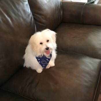 Bo -  Maltese Dog for Adoption in Helena, Alabama - Bo | PetCurious