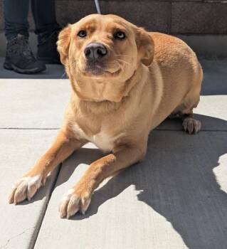 Border Collie Dogs Available for Adoption in Salinas, California - Luna | PetCurious