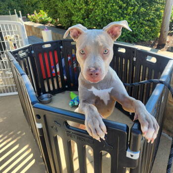 Rescue Pit Bull Terrier Dogs for Adoption in Dallas, Texas - Mandy | PetCurious