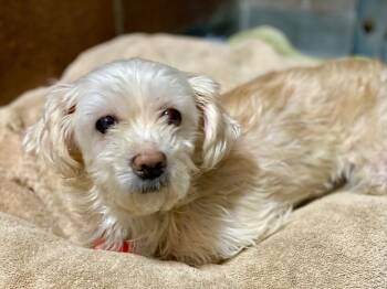 Maltese and Shih Tzu Dogs Available for Adoption in Chico, California - June Bug | PetCurious
