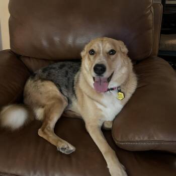 Husky and Australian Shepherd Dogs Available for Adoption in South Houston, Texas - Sophie | PetCurious