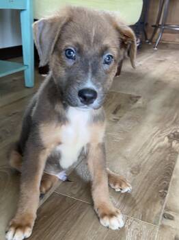 Retriever and Australian Shepherd Dogs Available for Adoption in Muskego, Wisconsin - Harlow The Handsome Mixed Breed  | PetCurious