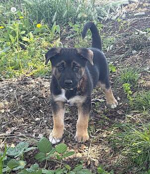 Puppy Guinness -  German Shepherd Dog Dog Available for Adoption in Fulton, California - Puppy Guinness | PetCurious