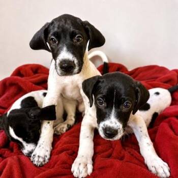 Shiloh -  Mixed Breed Dog for Adoption in Largo, Florida - Shiloh | PetCurious