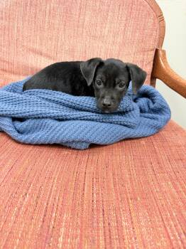 Poppy -  Retriever and Mixed Breed Dog for Adoption in Jesup, Georgia - Poppy | PetCurious