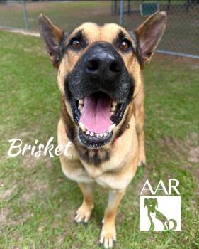 German Shepherd Dog and Belgian Shepherd Sheepdog Dogs Available for Adoption in Magnolia, Texas - Brisket | PetCurious