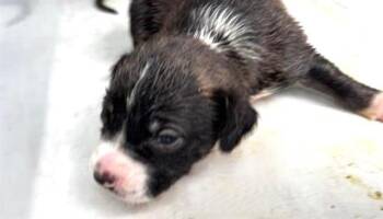A657312 -  Australian Kelpie Dog for Adoption in Houston, Texas - A657312 | PetCurious