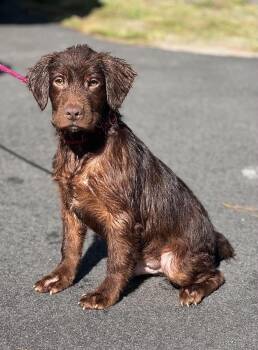 Donnie -  Chocolate Labrador Retriever and Golden Retriever Dog for Adoption in Sumter, South Carolina - Donnie | PetCurious