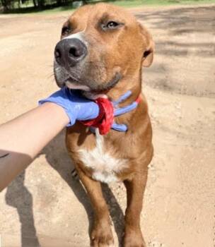 A658477 -  Rhodesian Ridgeback Dog for Adoption in Houston, Texas - A658477 | PetCurious