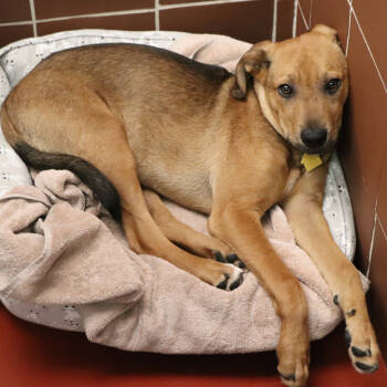 Rescue Mixed Breed Dogs for Adoption in Port Washington, New York - Cain | PetCurious