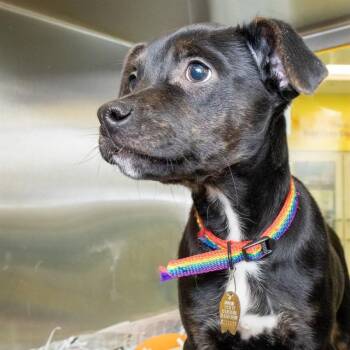 Labrador Retriever and Mixed Breed Dogs Available for Adoption - BIRCH | PetCurious