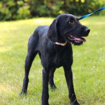 CT Velma -  Terrier and Mixed Breed Dog for Adoption in Stormville, New York - CT Velma | PetCurious