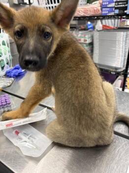 Pen 218 Poe -  Shepherd and Siberian Husky Dog for Adoption in Lawrenceville, Georgia - Pen 218 Poe | PetCurious