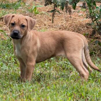 Launch Time -  Mixed Breed Dog for Adoption in Fredericksburg, Virginia - Launch Time | PetCurious