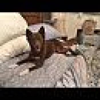 Cardi -  Australian Kelpie Dog for Adoption in Beverly Hills, California - Cardi | PetCurious