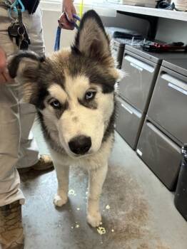 Punk -  Siberian Husky Dog for Adoption in Salt Lake City, Utah - Punk | PetCurious