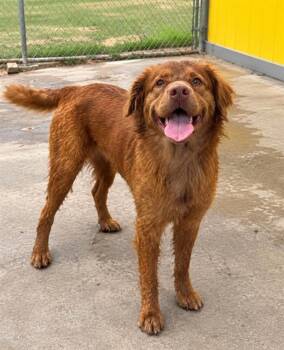 HANDSOME HANK -  Mixed Breed Dog for Adoption in Jacksonville, Florida - HANDSOME HANK | PetCurious