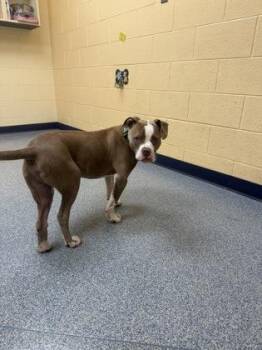 Stack -  Pit Bull Terrier and Mixed Breed Dog for Adoption in Westland, Michigan - Stack | PetCurious