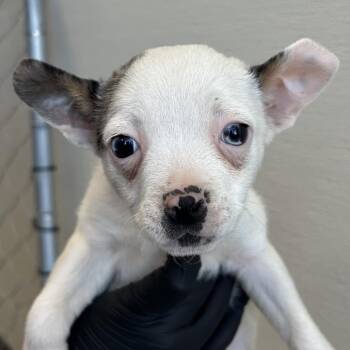 Mixed Breed Dogs Available for Adoption in Las Cruces, New Mexico - Snow | PetCurious