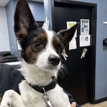 Papillon and Chihuahua Dogs Available for Adoption in Newark, New Jersey - Leo | PetCurious