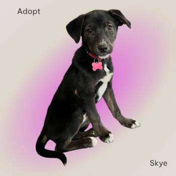 Black Labrador Retriever and Collie Dogs Available for Adoption in Salamanca, New York - Skye | PetCurious