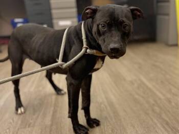 EVE -  Pit Bull Terrier Dog for Adoption in Martinez, California - EVE | PetCurious