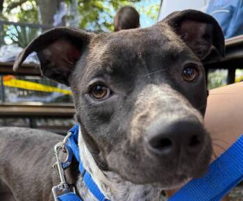 Jade -  Retriever and Terrier Dog for Adoption in Bloomfield, Connecticut - Jade | PetCurious