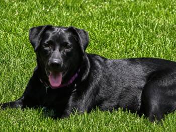 Goose -  Flat Coated Retriever and Australian Cattle Dog Blue Heeler Dog for Adoption in Seguin, Texas - Goose | PetCurious