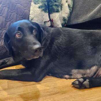 Lola -  Black Labrador Retriever Dog for Adoption in Sinking Spring, Pennsylvania - Lola | PetCurious