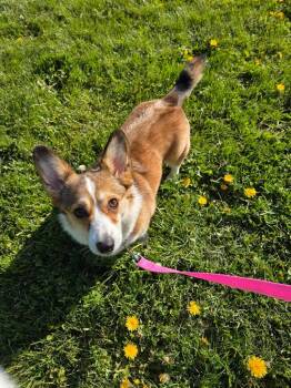Corgi Dogs Available for Adoption in West Milwaukee, Wisconsin - Pickles $600 | PetCurious