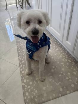 Kai -  Bichon Frise Dog for Adoption in Monroeville, Pennsylvania - Kai | PetCurious