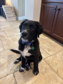 Rescue Great Pyrenees Dogs for Adoption in Pflugerville, Texas - Paul | PetCurious