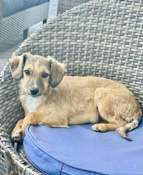 Nova -  Terrier Dog for Adoption in Escondido, California - Nova | PetCurious
