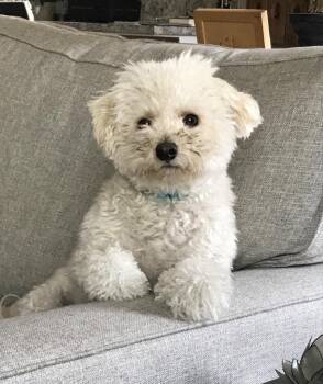 26Eugene -  Bichon Frise Dog Available for Adoption in Shingle Springs, California - 26Eugene | PetCurious