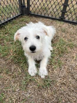 Annabeth -  Labradoodle Dog for Adoption in San Diego, California - Annabeth | PetCurious