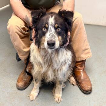 Burlap -  Australian Shepherd and Collie Dog for Adoption in Brentwood, Missouri - Burlap | PetCurious